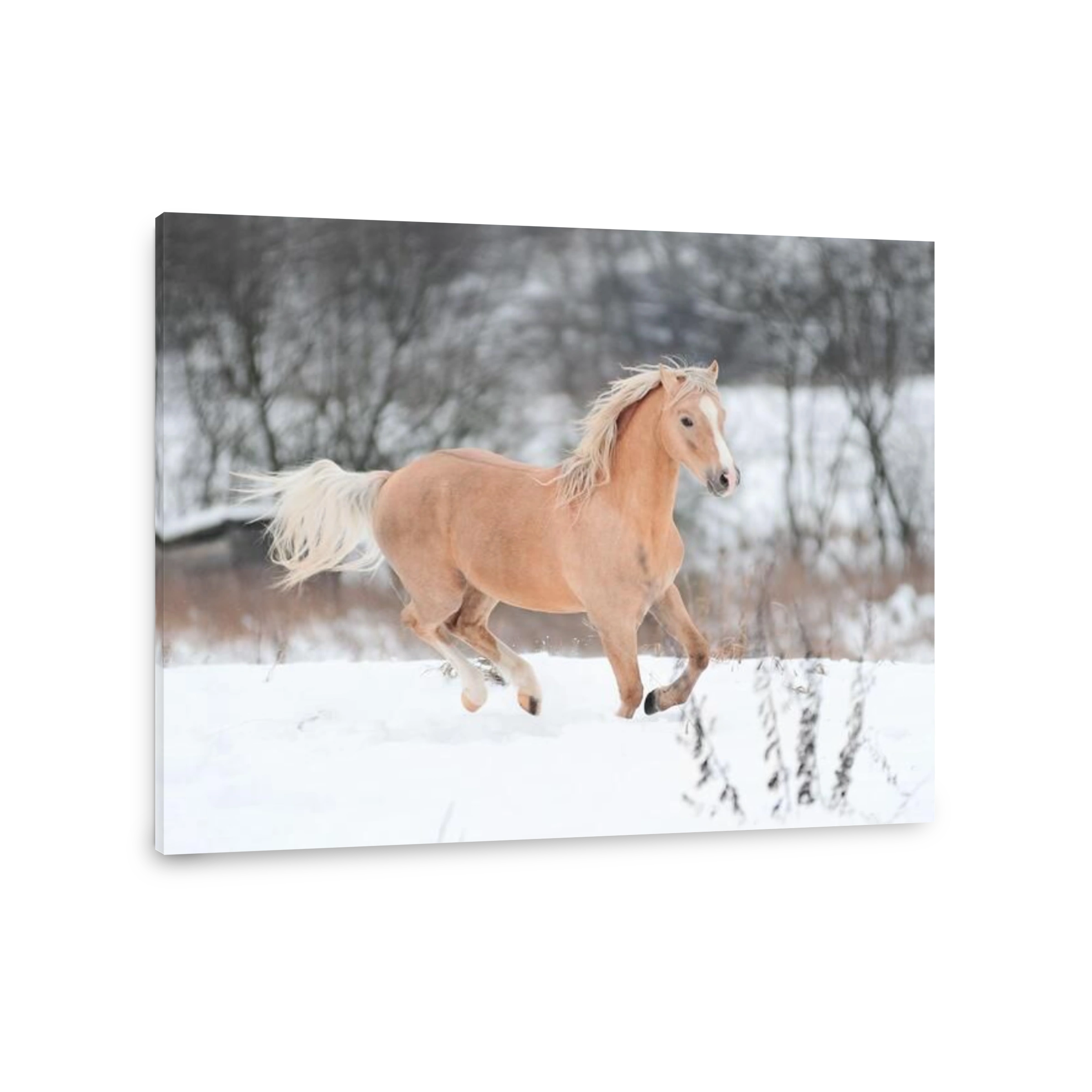 palomino pony