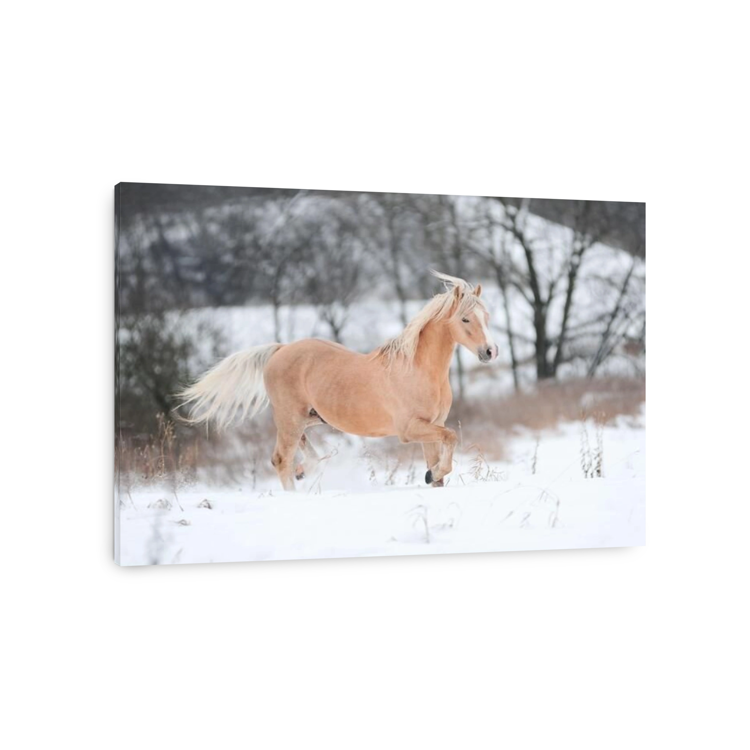 palomino pony in winter