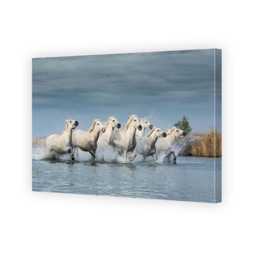 Dynamic white horses running through water in Camargue