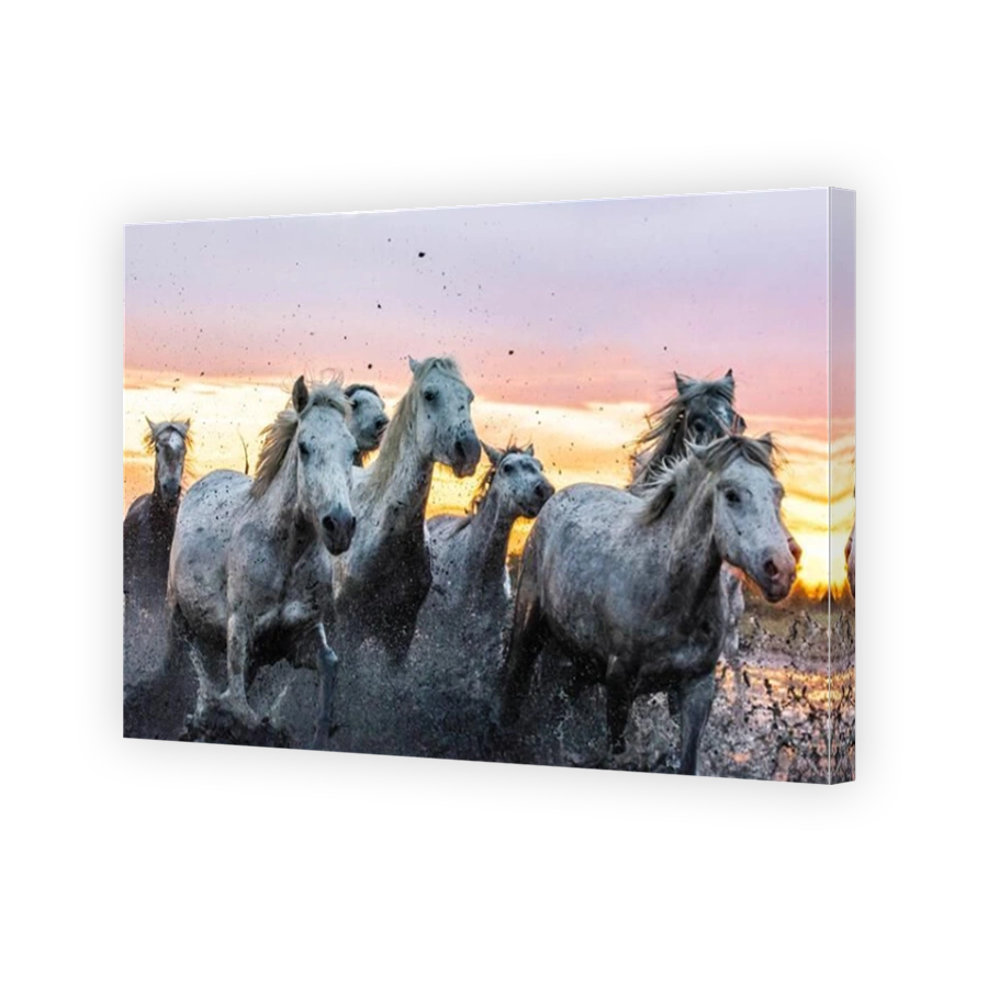 Dynamic herd of white horses galloping at sunset
