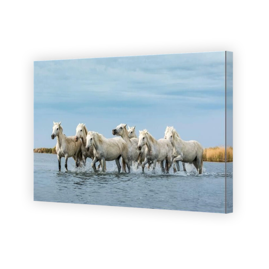 Majestic White Horses of Camargue Running Through Water