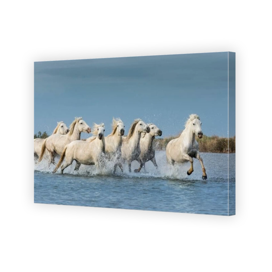 White horses galloping through water in the Camargue
