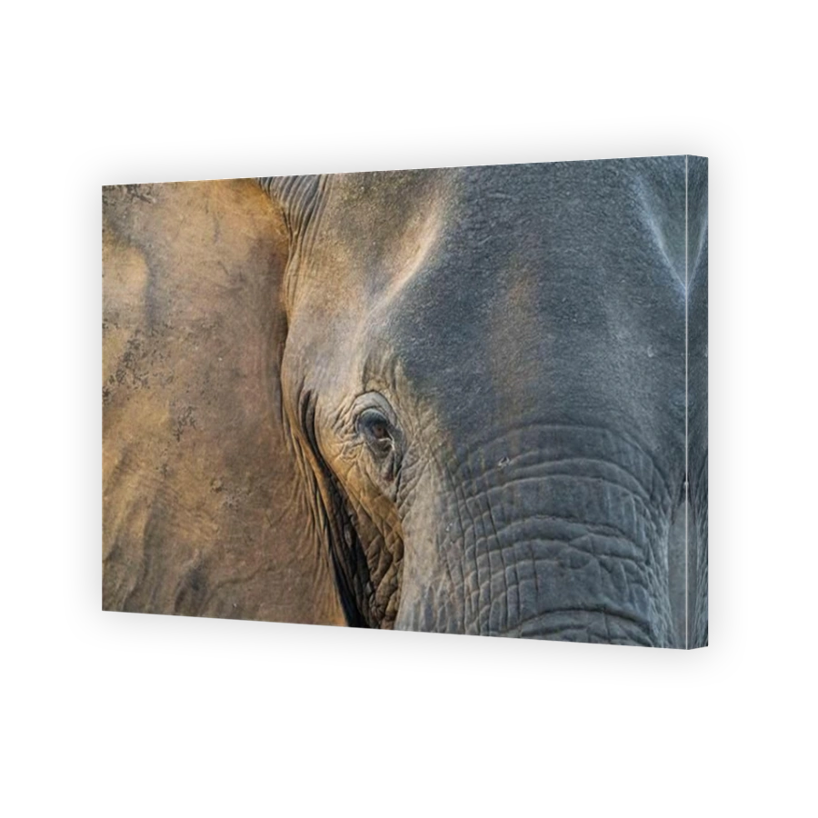 Introspective Elephant Portrait