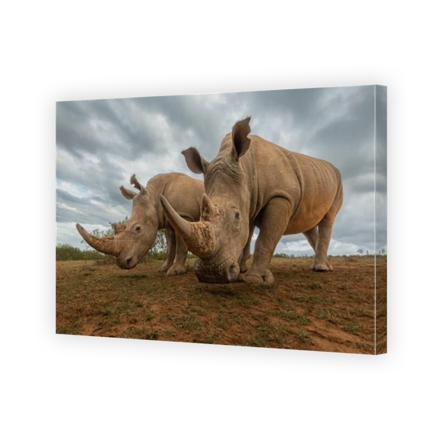 Two Rhinos in the Eastern Cape, South Africa