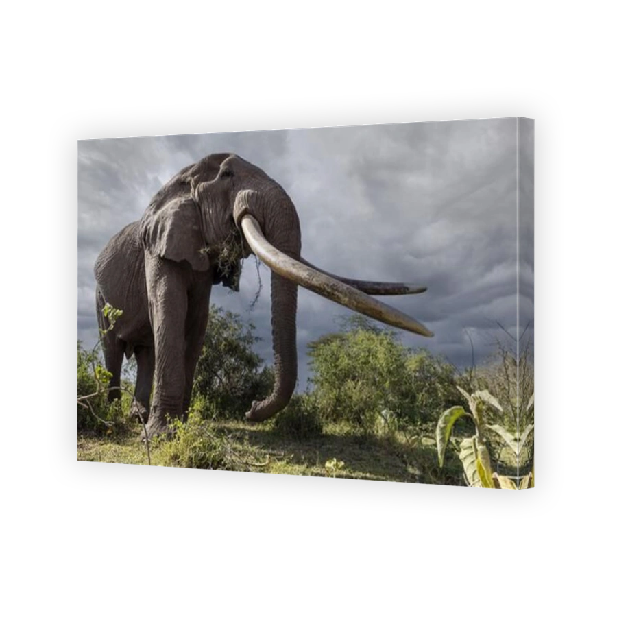 Dramatic African Bush Elephant in Amboseli National Park