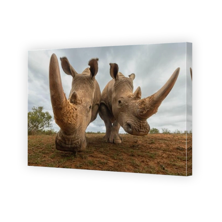 Two Rhinos Pose for the Camera in South Africa