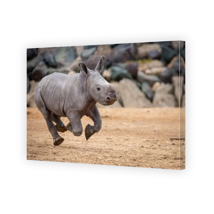 Playful Rhino Calf Running at Colchester Zoo