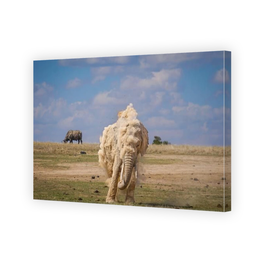 Elephant Showering in Dust at Ol Pejeta Conservancy