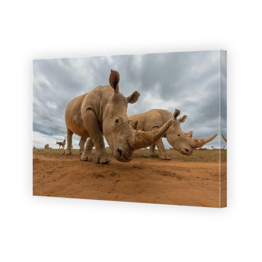 Two rhinos in the Eastern Cape, South Africa