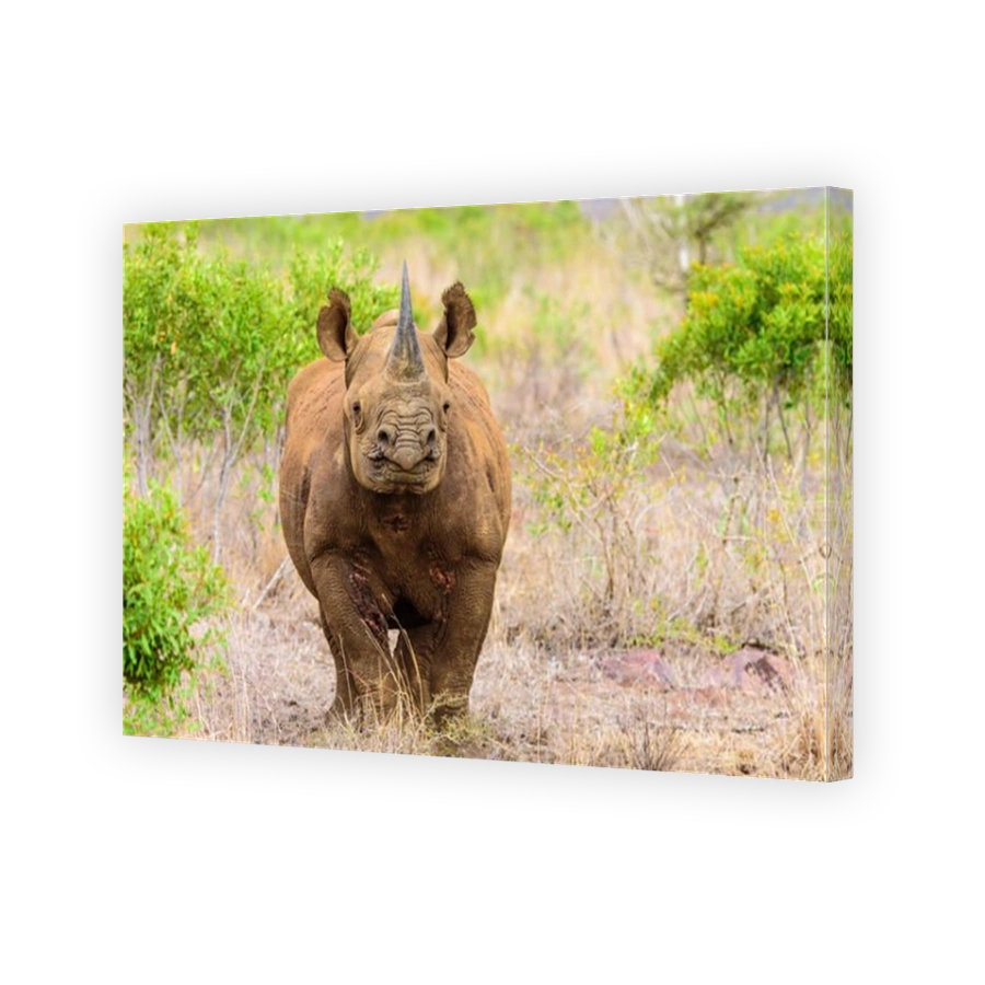Intense Black Rhinoceros Encounter in South Africa