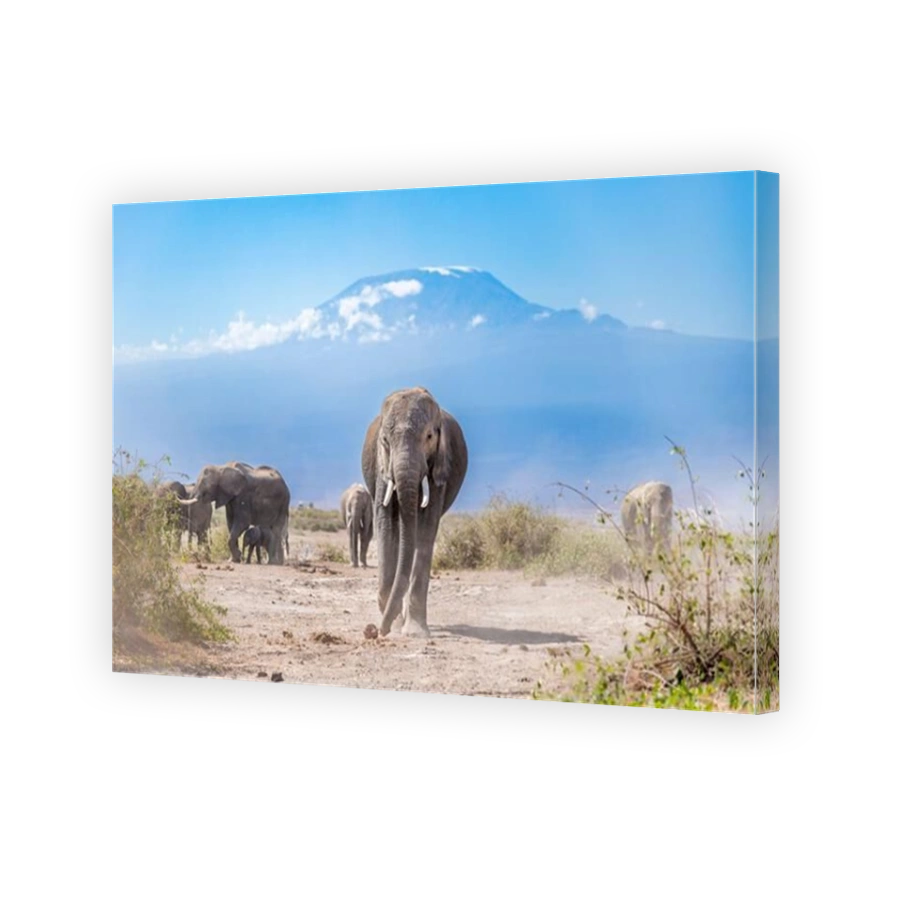 Majestic Elephants with Mount Kilimanjaro