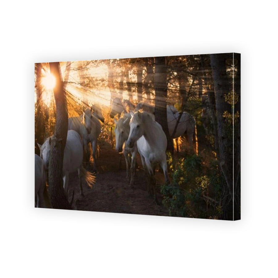 Dramatic Camargue horses at sunset in woodland