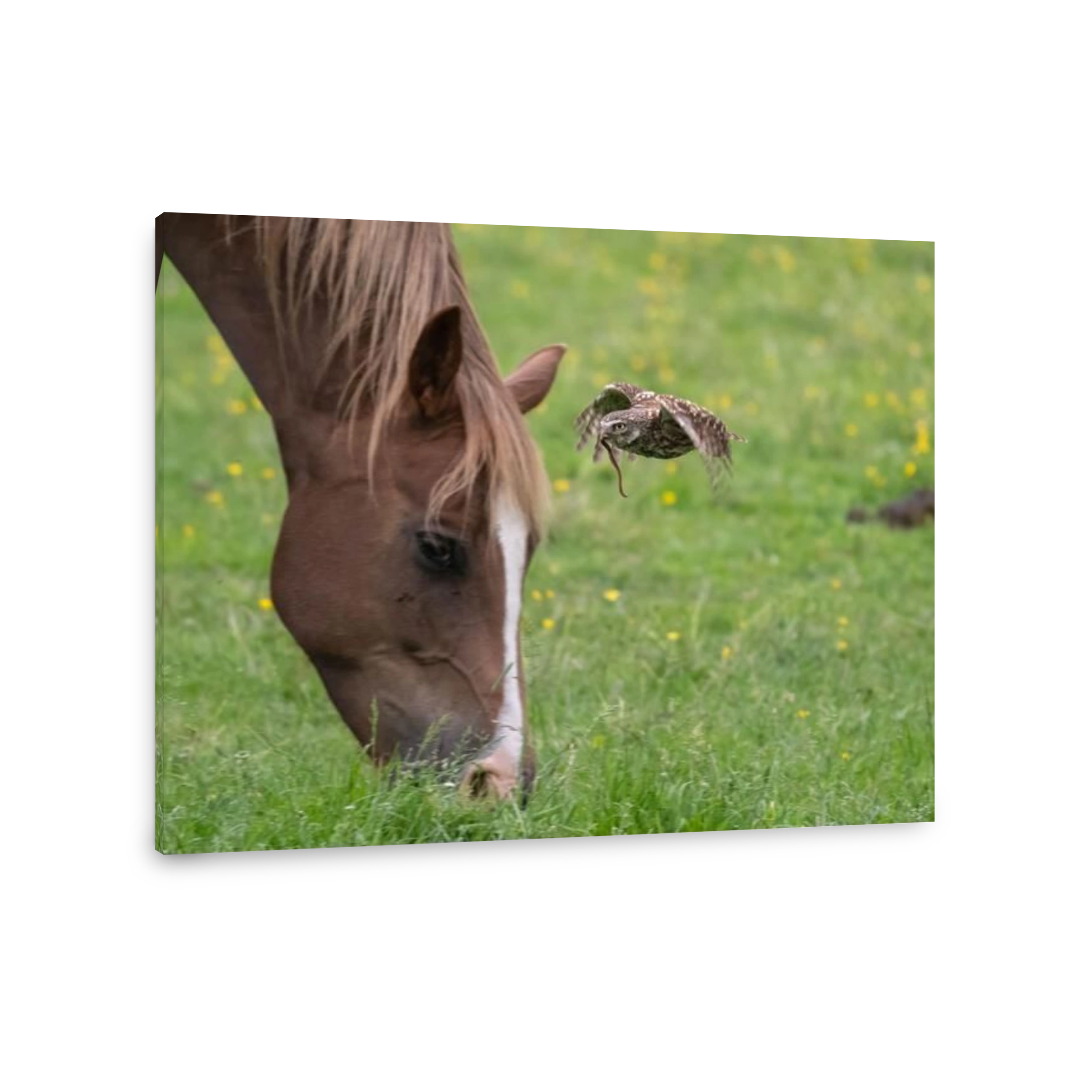 Horse grazing with owl flying past