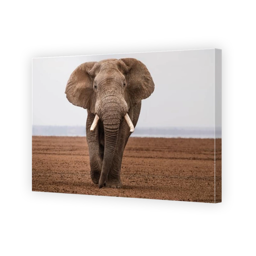 Majestic Elephant Walking Across Kenyan Plains