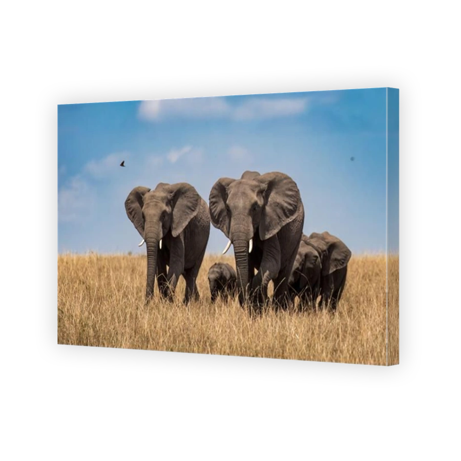 Majestic Elephants in Amboseli National Park