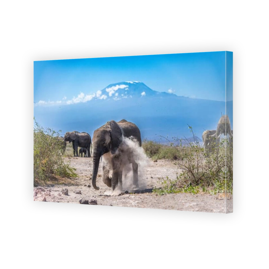 Elephants Dust Bathing with Mount Kilimanjaro
