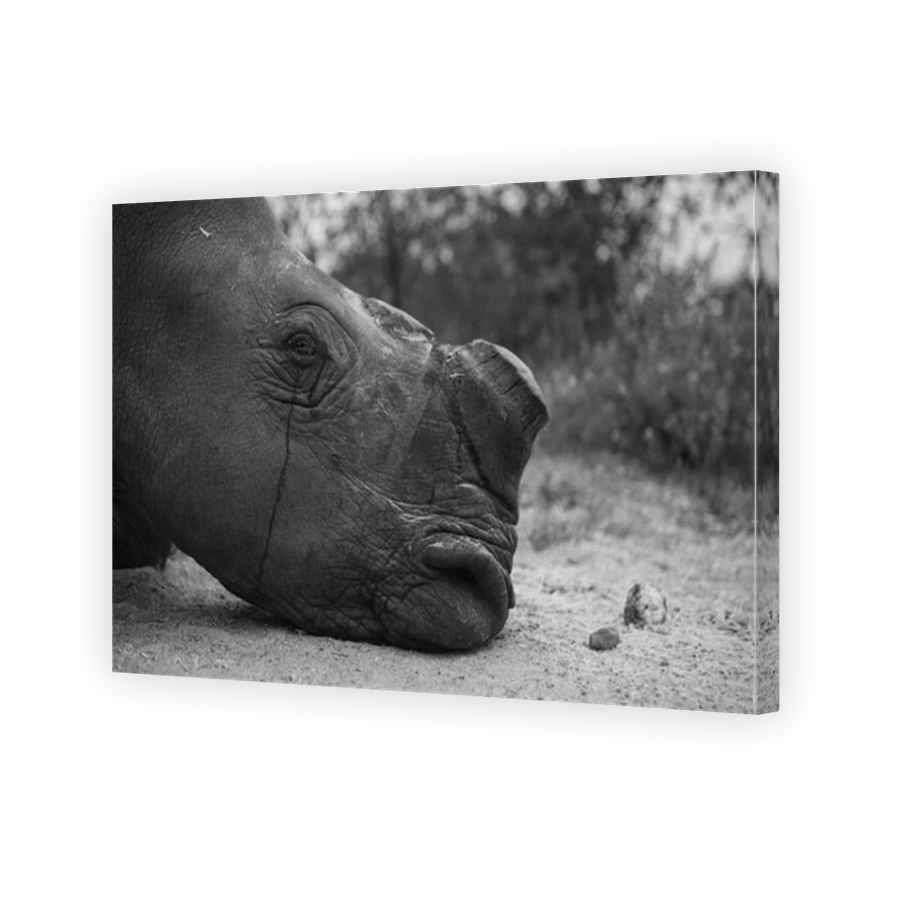 Melancholy Rhino Portrait in Black and White Photography