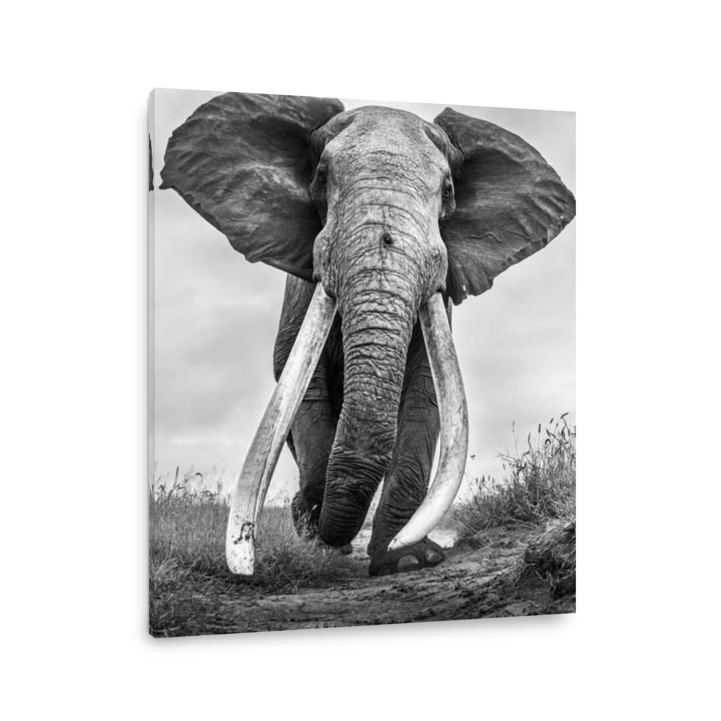 Majestic Elephant Approaching in Black and White