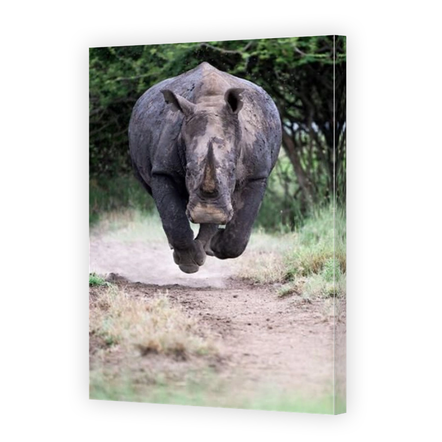 Intense Rhino Charging Through Dusty Track in Kenya