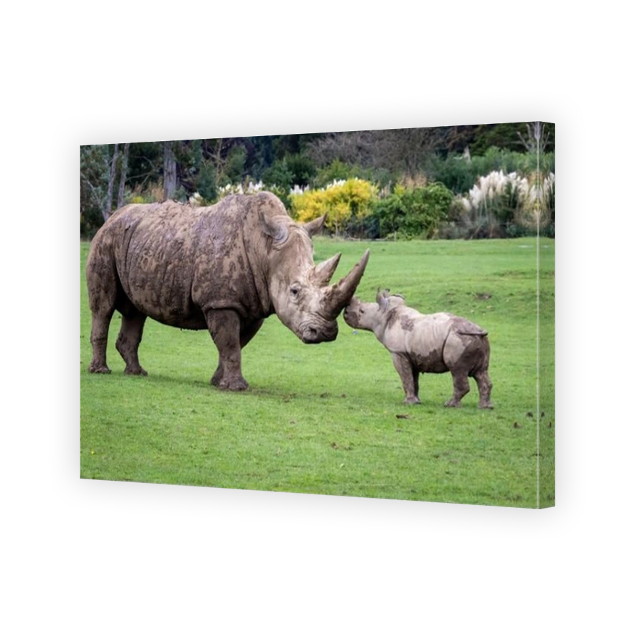 Tender moment between mother and baby rhino