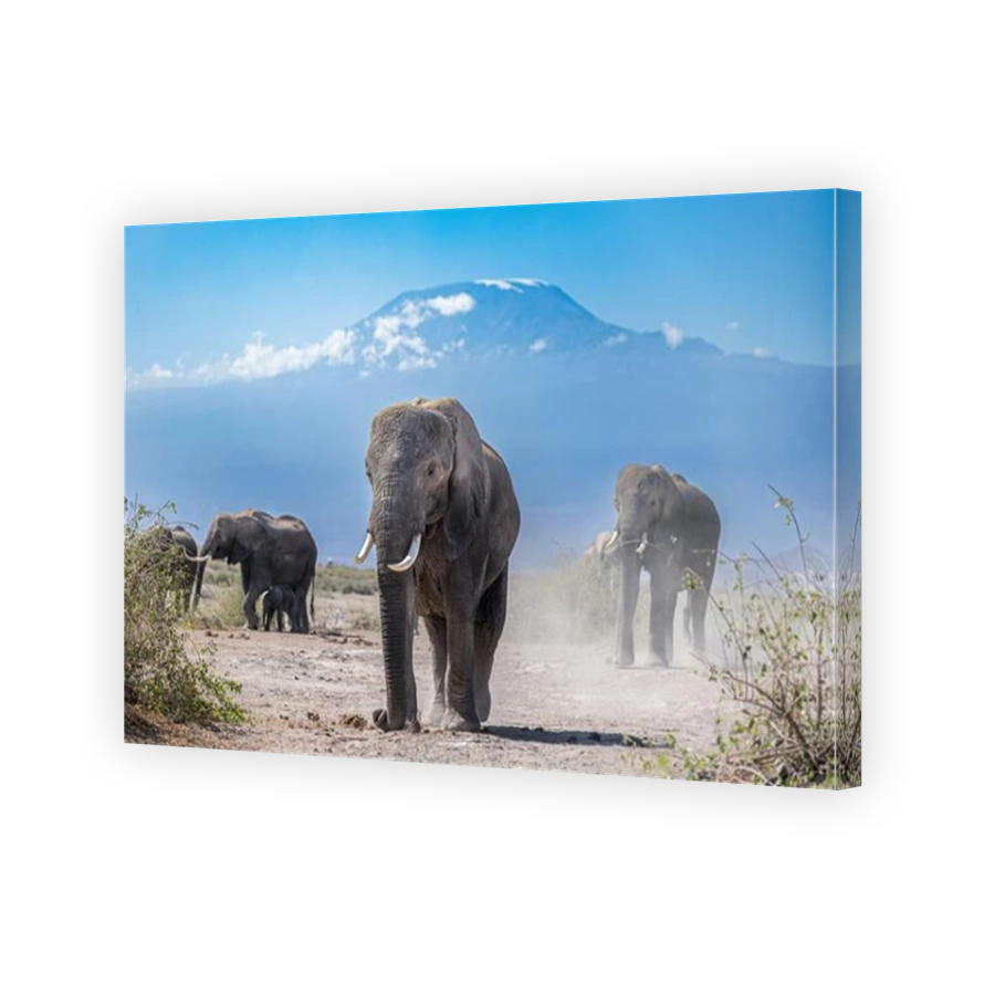 Majestic Elephants with Mount Kilimanjaro