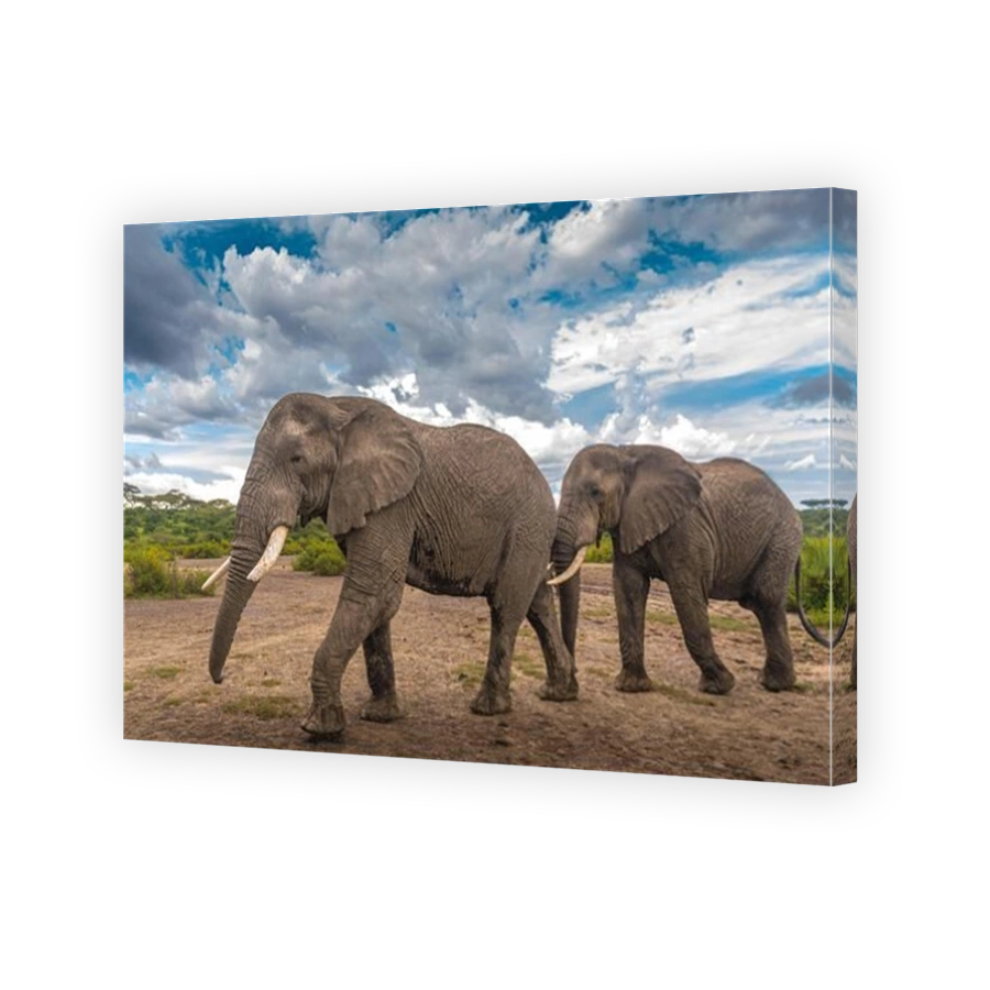Two Elephants in Dramatic Skies at Lake Masek