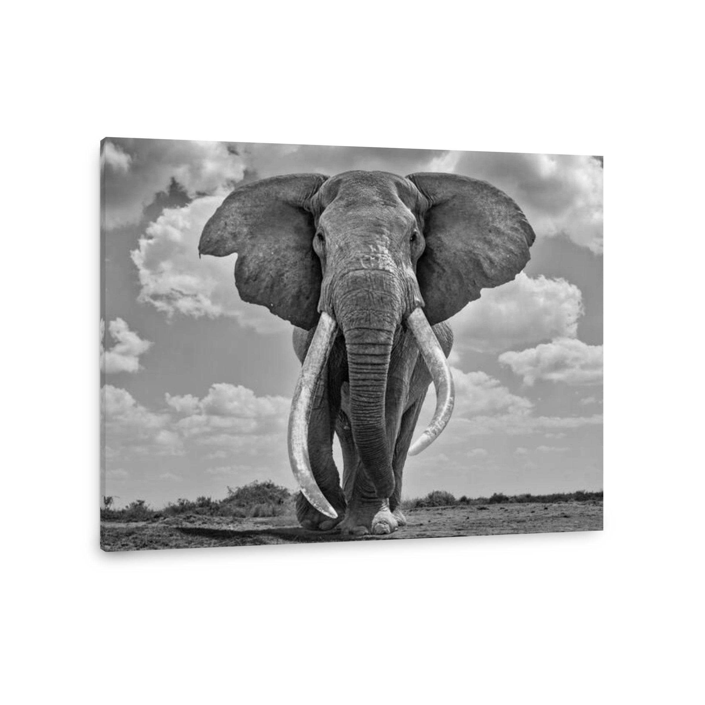 Majestic Elephant in Kenya