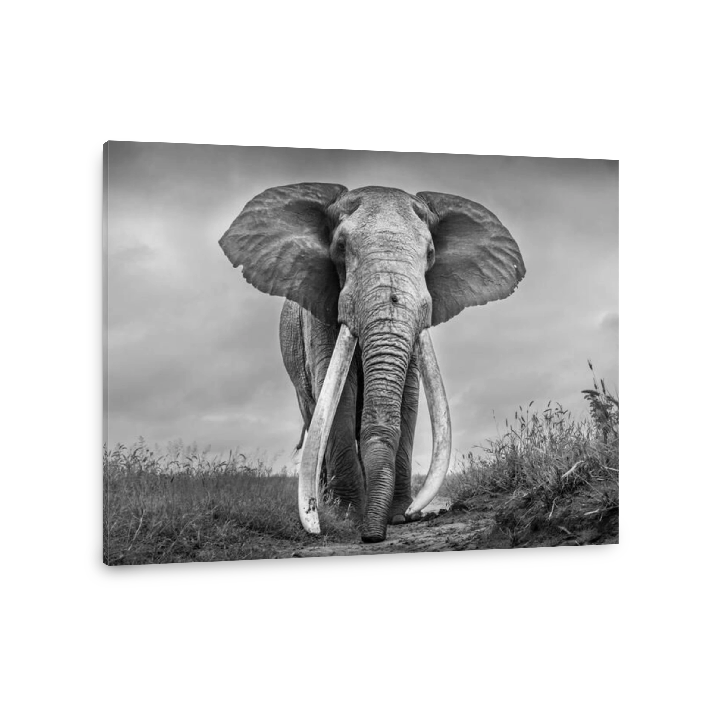 Majestic Elephant in Kenya