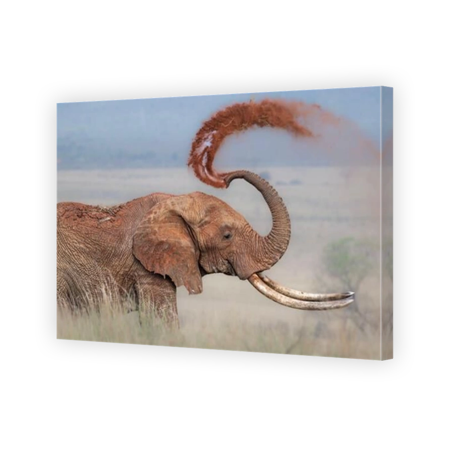 Elephant spraying mud in Kenya