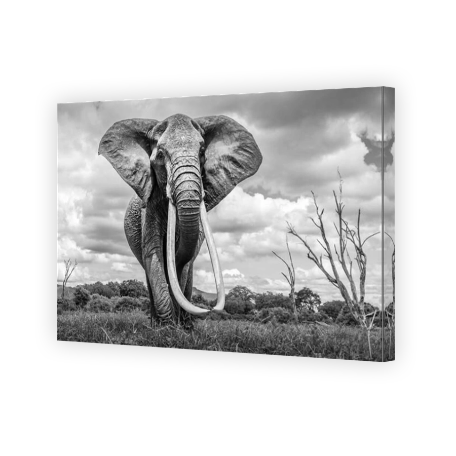 A super tusker with excessive tusks. Kenya: THESE MAJESTIC images celebrate the beauty of Kenya?s orphaned elephants and the mightiest big tusker matr