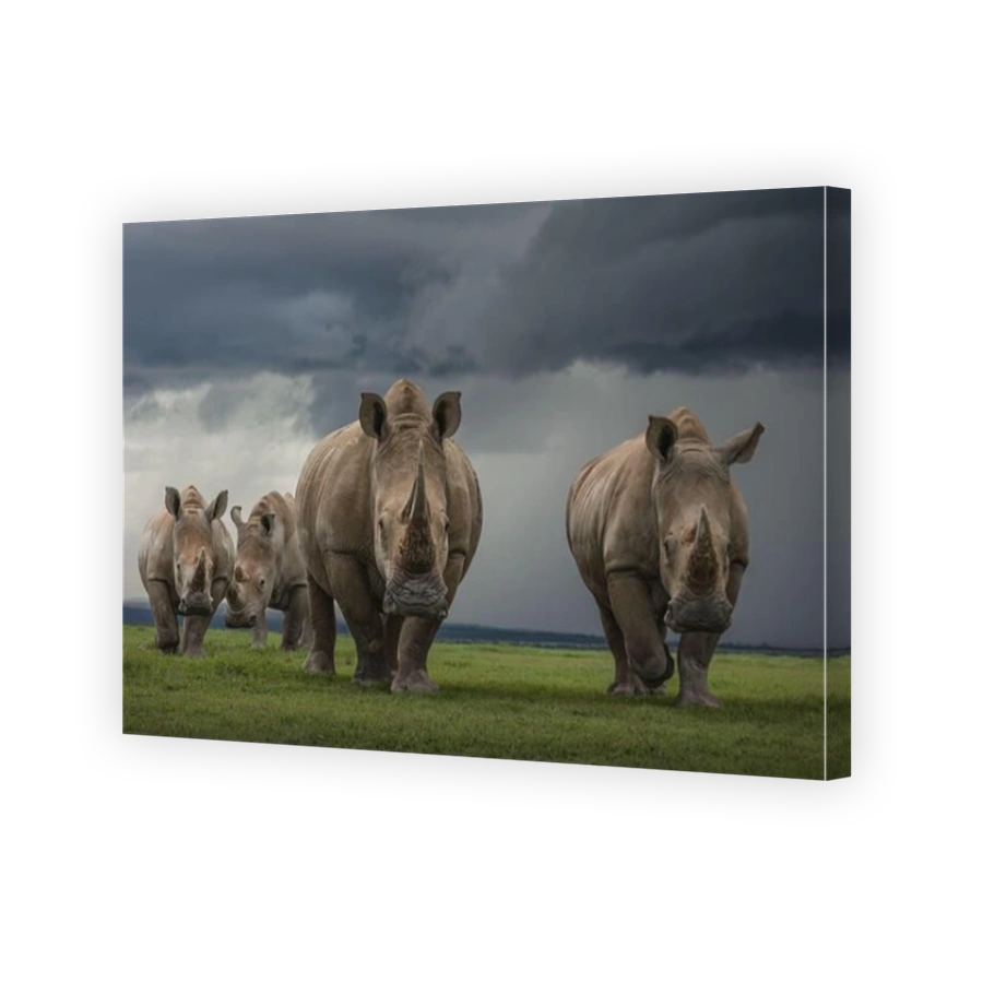 The rhinos venture through the plains NYERI, KENYA STRIKING IMAGES of rhinoceros? playing together as a thunderstorm gather above have been captured.