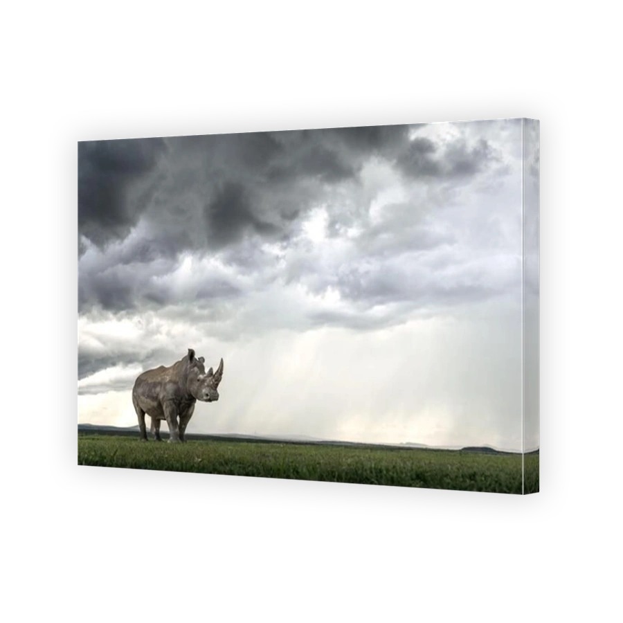 A majestic rhino basks in the light NYERI, KENYA STRIKING IMAGES of rhinoceros? playing together as a thunderstorm gather above have been captured. Im