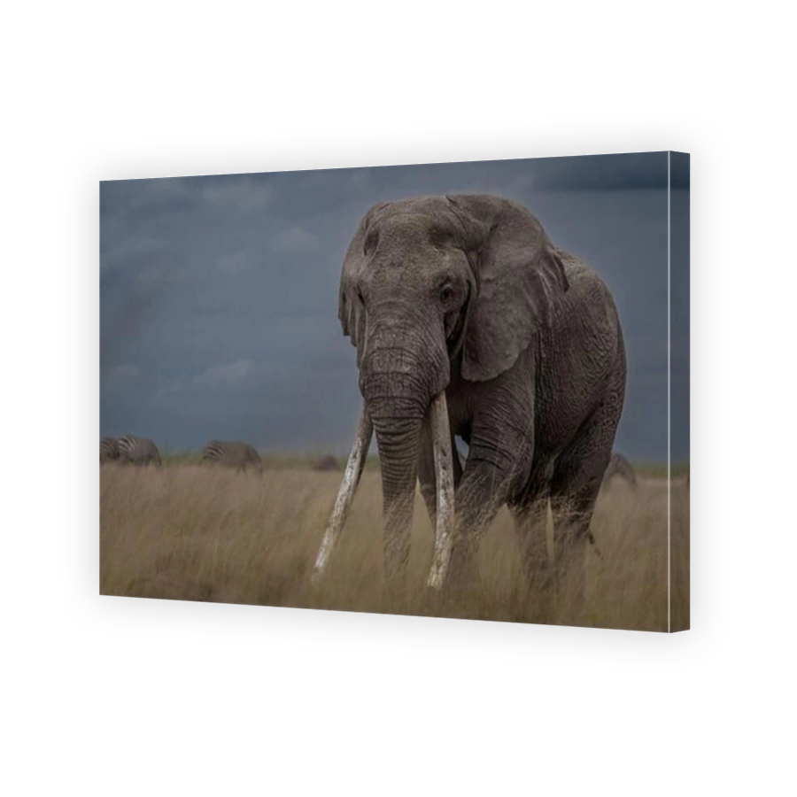 Majestic Elephant in Kenyan Savannah Under Dramatic Skies
