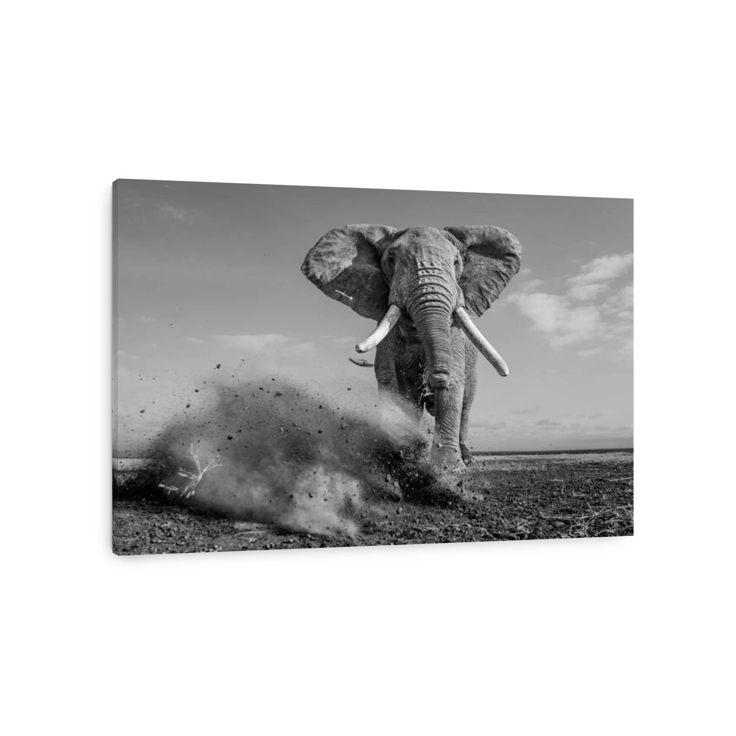 This elephant kicks up a fuss for the photographer. Kenya: THESE MAJESTIC images celebrate the beauty of Kenya?s orphaned elephants and the mightiest