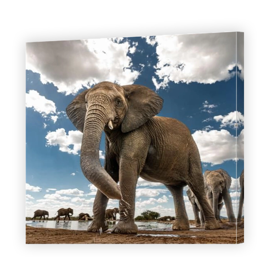 African elephant at Madikwe Game Reserve