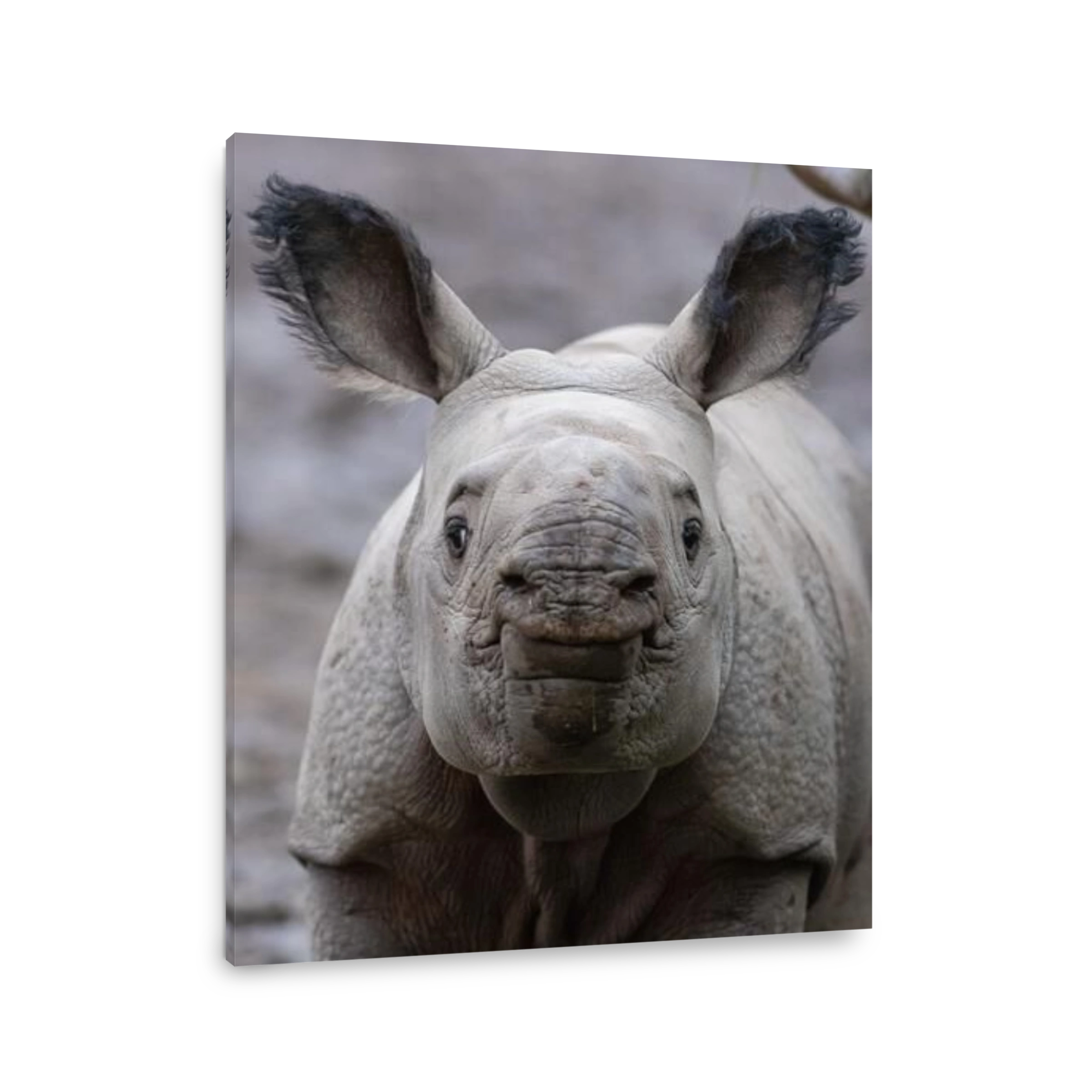 Greater One Horned Rhino Calf at Chester Zoo