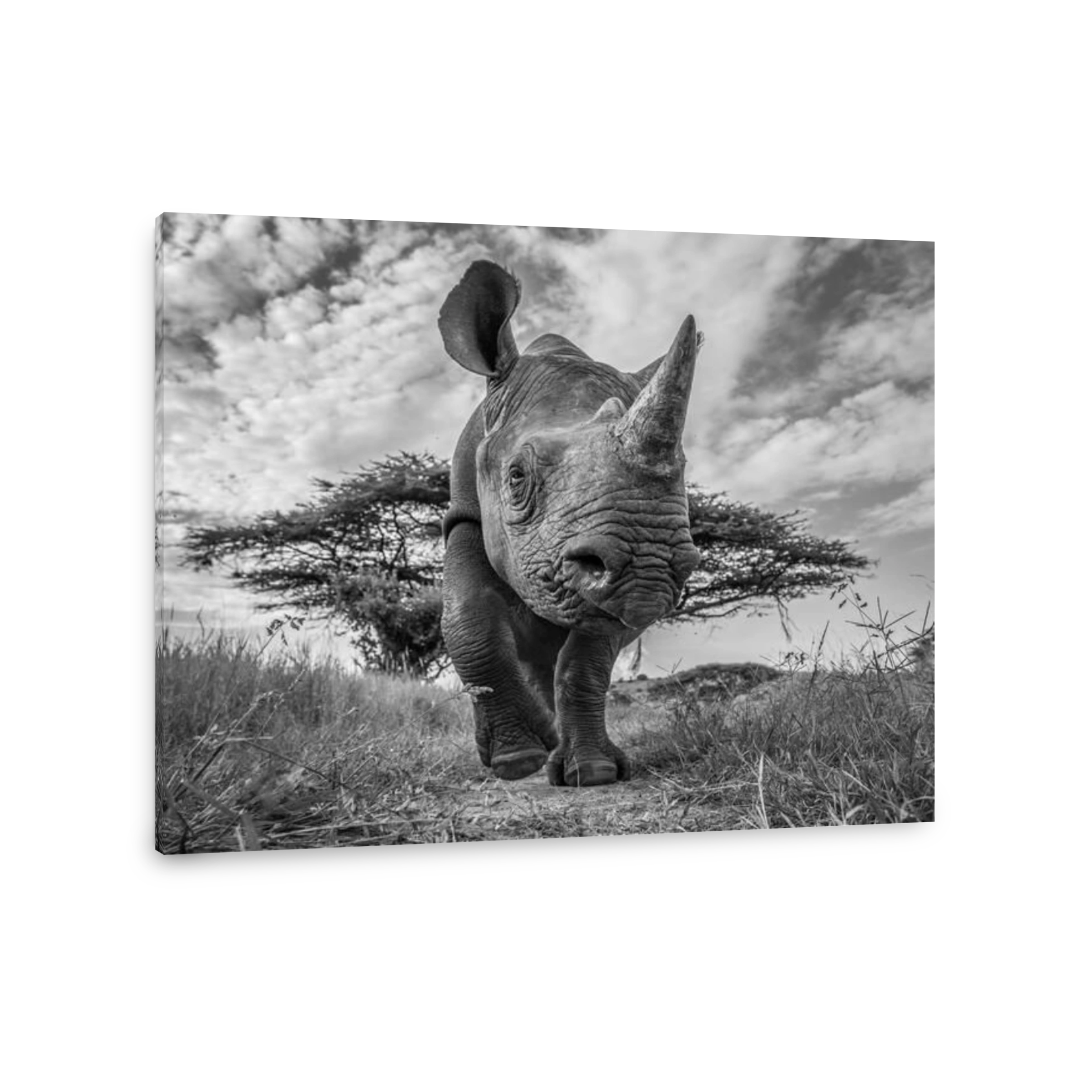 Dramatic Rhino Portrait in African Landscape