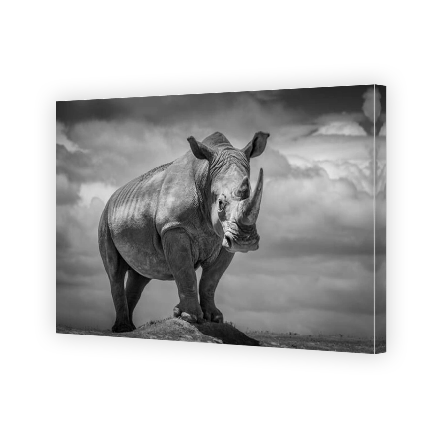 Dramatic black and white rhino portrait from Africa