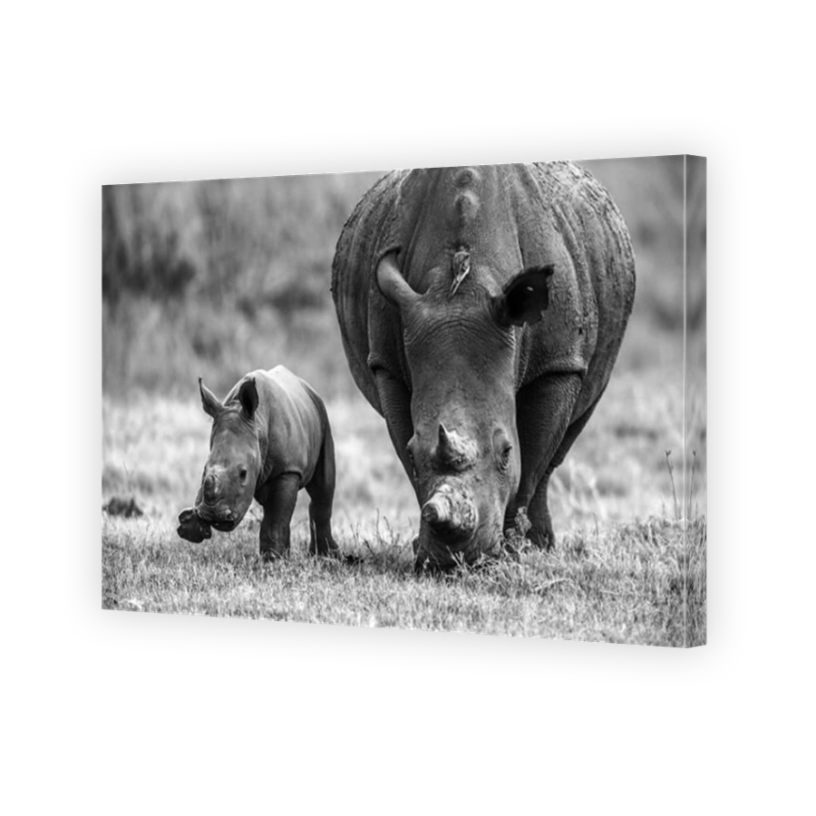 A baby rhino runs alongside its mother as she grazes on grass in their new safe home. BOTSWANA: STUNNING images showing the incredible effort made by