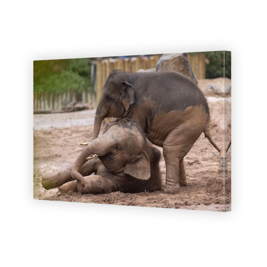 Riva gets the upper ground on Anjan. CHESTER ZOO, ENGLAND. ADORABLE IMAGES show a three year-old British elephant looking like he is giving a head mas