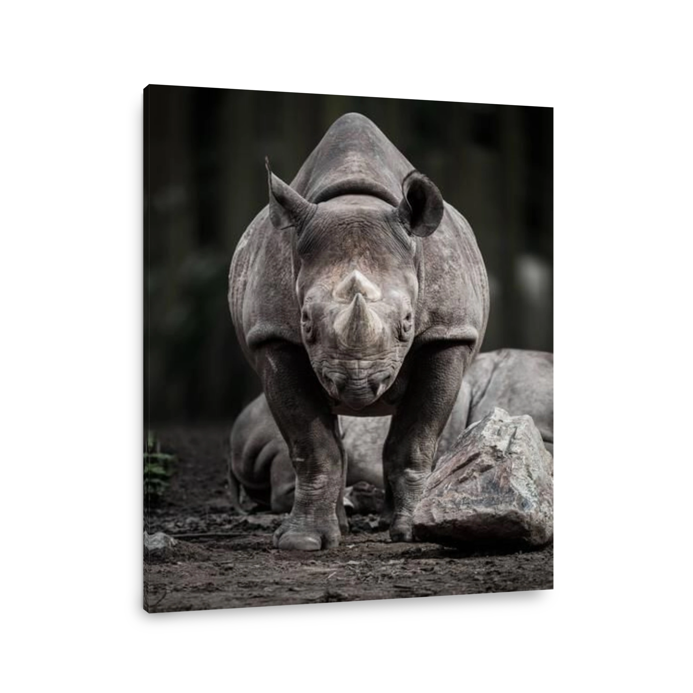 A baby rhino. THESE INCREDIBLE images get up close and personal with these stunning animals, creating unique portraits of zoo-born animals. One image