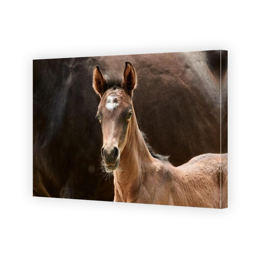 Brown foal standing close to the mare and looking at camera, close-up of a newborn horse.