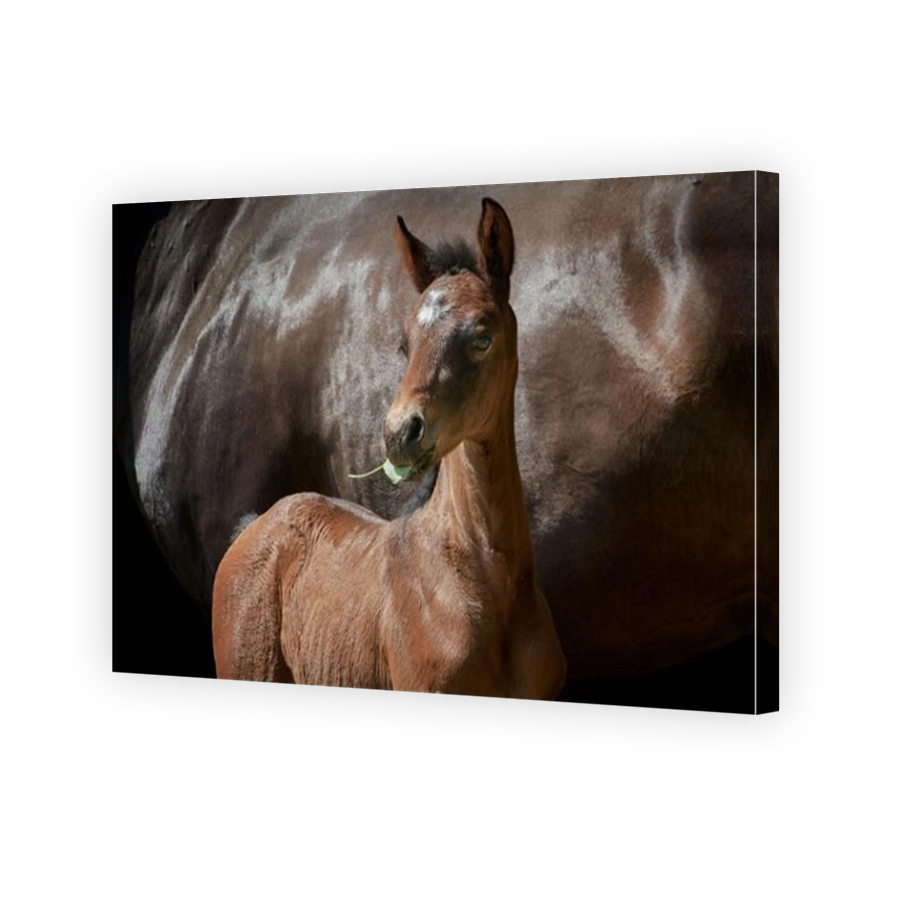 Close-up of a newborn filly foal with brown horse mother.