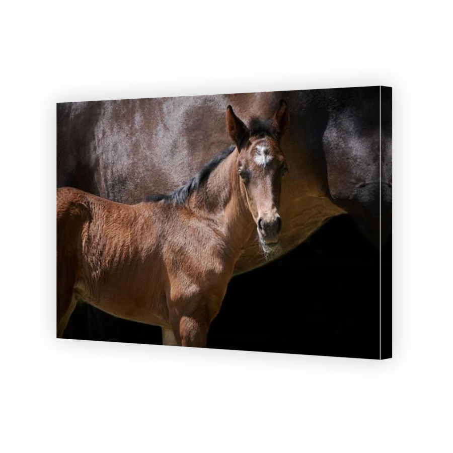 Close-up side view of a newborn brown foal with horse mother isolated on black background.
