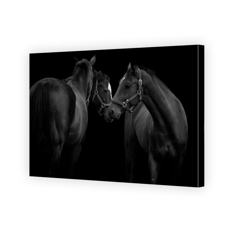 Black and white image of three beautiful horses together and isolated on a black background