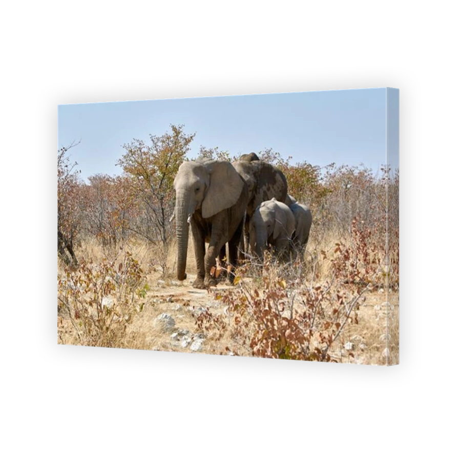 African elephants family in savanna, Namibia, Africa