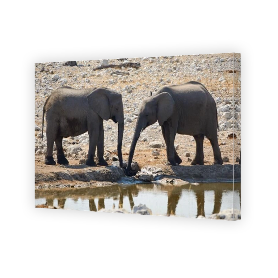 Two African Elephants (Loxodonta africana) drink water at waterhole in Etosha National Park, Namibia.