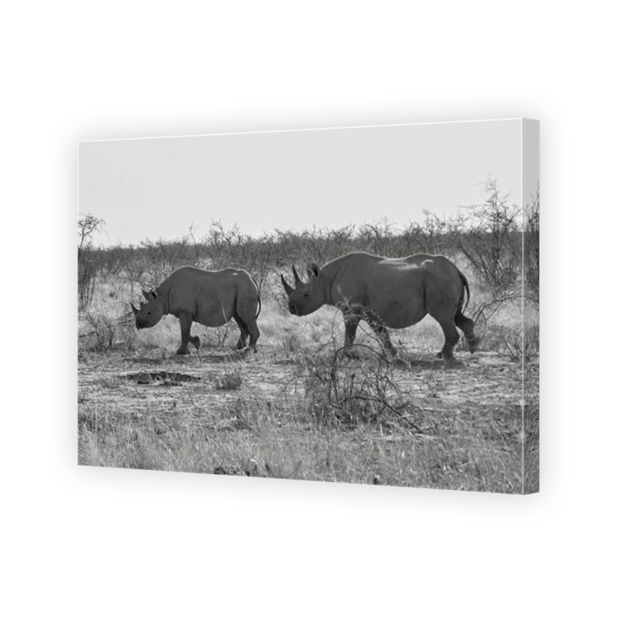 Two Black rhinos (Diceros bicornis) at Etosha wildlife reserve, Namibia.