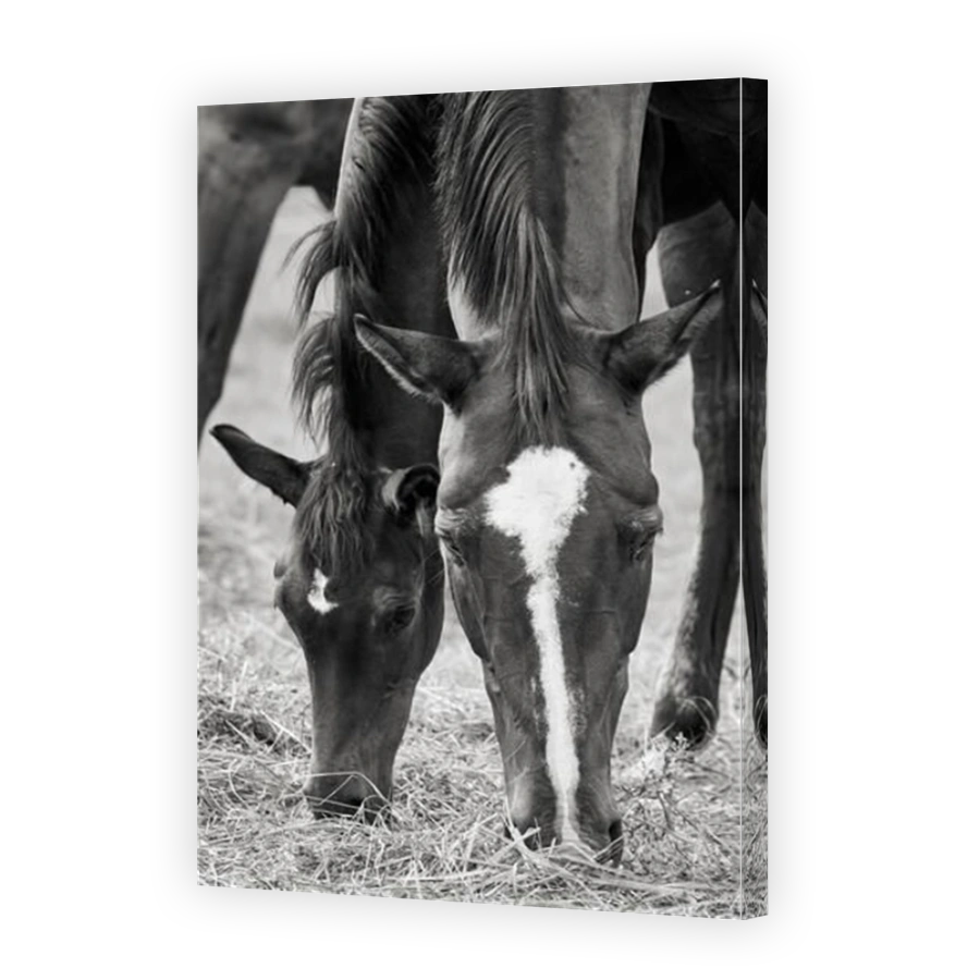 Close-up of a young horse foal with mare grazing in the pasture, black and white.