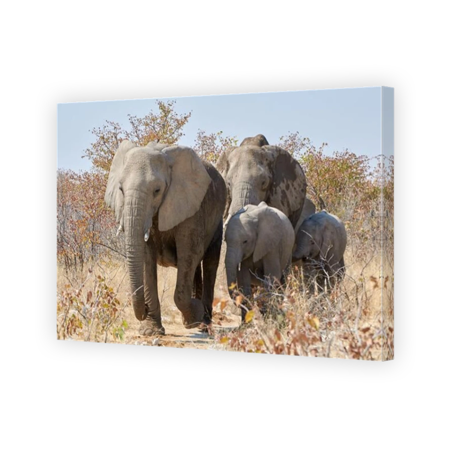 Elephant family with calves (Loxodonta africana) walking in African grassland at Etosha national park, Namibia.